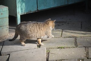„Pagauk – sterilizuok – paleisk“: ką turite žinoti apie beglobių kačių sterilizavimo programą Lietuvoje