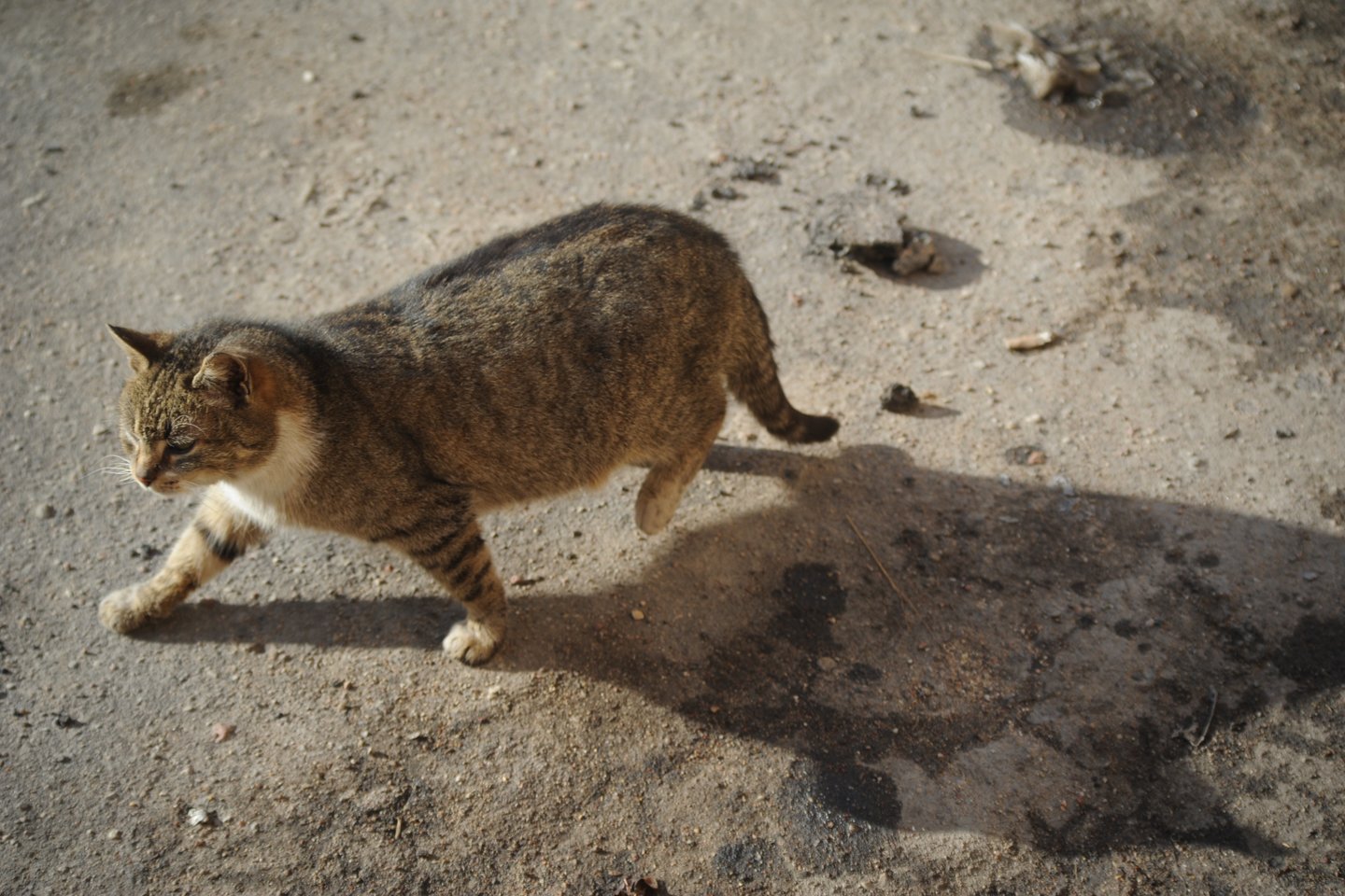 PSP programos metu benamės katės pagaunamos, jeigu yra sveikos – sterilizuojamos arba kastruojamos, o po 2-3 dienų paleidžiamos ten, kur buvo sugautos.<br>D.Umbraso nuotr.