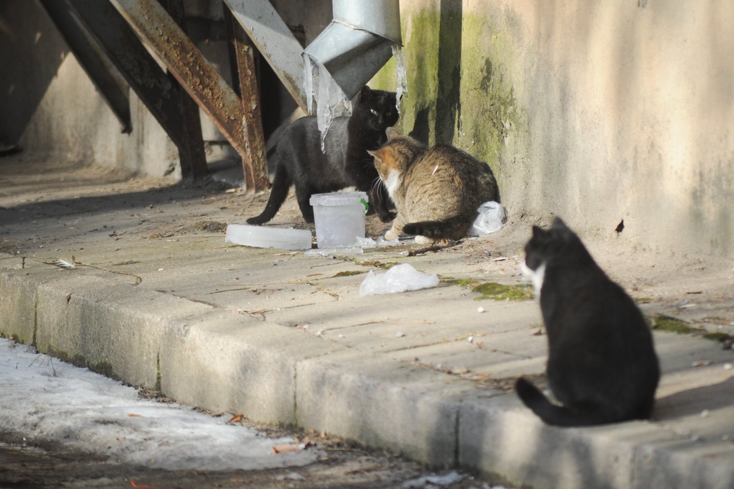 PSP programos metu benamės katės pagaunamos, jeigu yra sveikos – sterilizuojamos arba kastruojamos, o po 2-3 dienų paleidžiamos ten, kur buvo sugautos.<br>D.Umbraso nuotr.