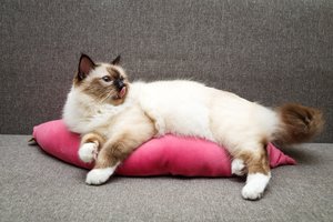 Katės baltomis kojinytėmis: apie jas sklinda įvairios legendos