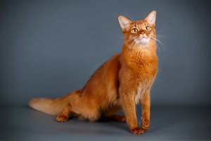 Somalio katė – paslaptinga įspūdingo grožio laputė