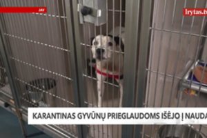 Gyvūnų prieglaudos negali atsidžiaugti – karantinas išėjo į naudą 