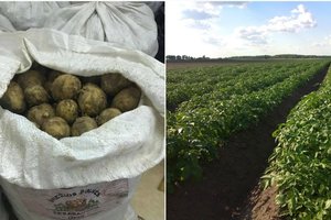 Nukasęs pirmąsias bulves ūkininkas nusiminė