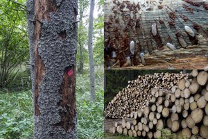 Punios šile pradedami kirtimai – naikins pavojingo kenkėjo užpultas egles