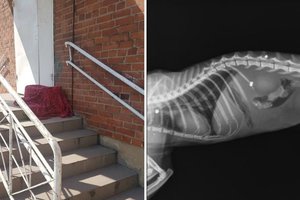    Pašautą katiną nutėškė prie gyvūnų gerovės tarnybos Kėdainiuose durų