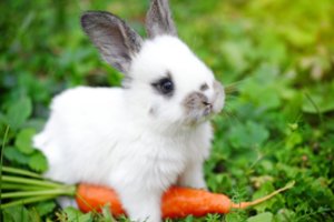 Ar triušiai iš tiesų taip jau mėgsta morkas?