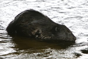 Mokslininkai paaiškino, kuo gamtai naudingi bebrai: pokyčiai joje – stulbinantys