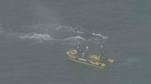 Neeilinė gelbėjimo operacija: išlaisvino į tinklus įsipainiojusius banginius