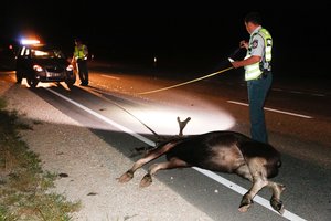 Per susidūrimą su briedžiu netoli Radviliškio sužeisti 3 žmonės, gyvūnas žuvo