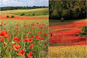 Vaizdas netoli Trakų atima žadą – raudoniu liepsnoja aguonų laukai