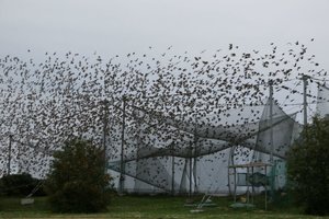 Varnėnai pajuto rudenį ir pasuko į pietus, ornitologai žada rekordą