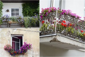 Jei norite balkoną papuošti gėlėmis, pirmiausia išsiaiškinkite, kokios jūsiškiui tinkamiausios