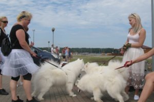 Klaipėdą užplūdo samojedai – šeimininkų su augintiniais laukė nekasdienė pramoga