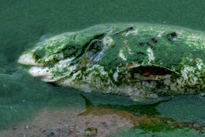 Ištyrė Nemuno vandenį dėl Baltarusijoje nugaišusių žuvų: gauti taršos lygio rezultatai