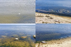 Kuršių marių pakrantėje – nemalonus reginys: bangos į krantą meta žuvų gaišenas