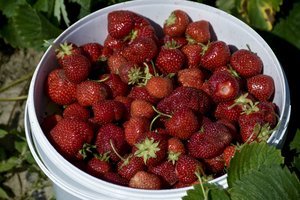 Kaišiadorių r. į patalpas įsilaužė tikri smaližiai – pavogta 100 kg braškių