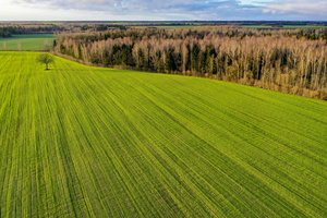 Ūkininkus džiugina pasėlių būklė, bet skelbti būsimo derliaus rekordų neskuba