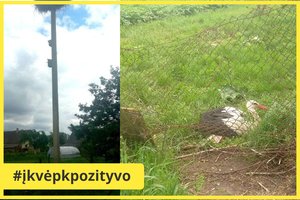 Dramatiška gandro gelbėjimo operacija baigėsi laimingai: nacionalinis paukštis sveiksta