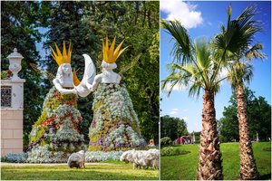 Dalelė egzotikos Lietuvoje: gėlių festivalį Pakruojo dvare puošia dešimtmetrės palmės