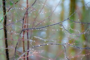 „Lietuvos geležinkeliai“ tvirtina, kad dar per anksti kalbėti apie Girulių miško kirtimą
