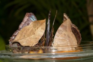 Geriausias kamufliažo pavyzdys gamtoje – įspūdingas gyvūnas, atrodantis lyg rudas sudžiūvęs lapas 