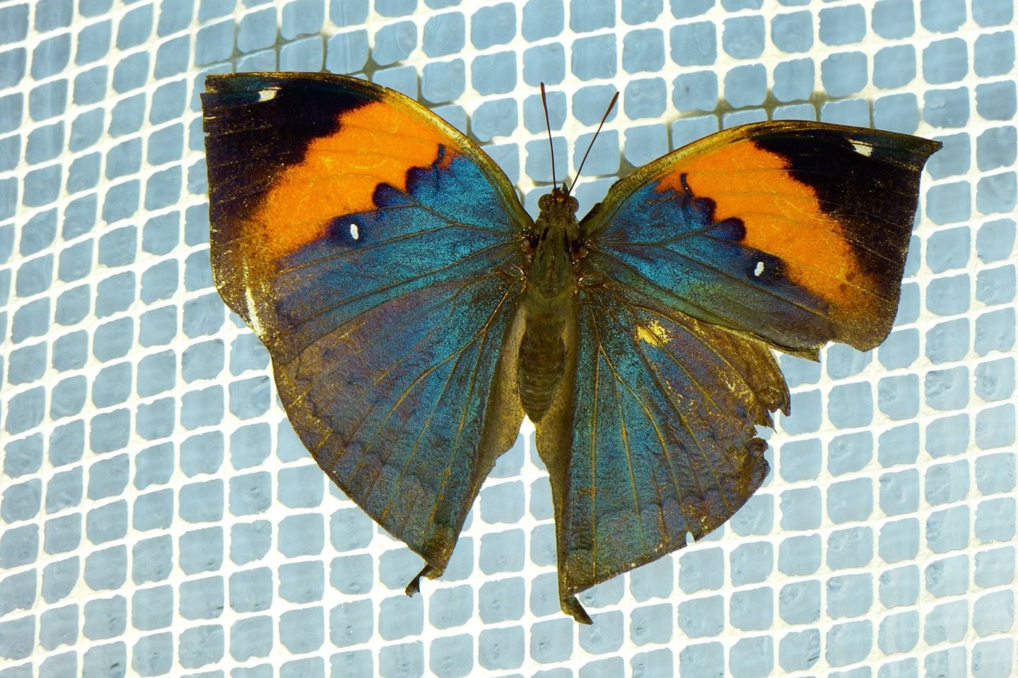 Išskleidęs sparnus – įspūdingas drugelis.<br> Pixabay.com nuotr.