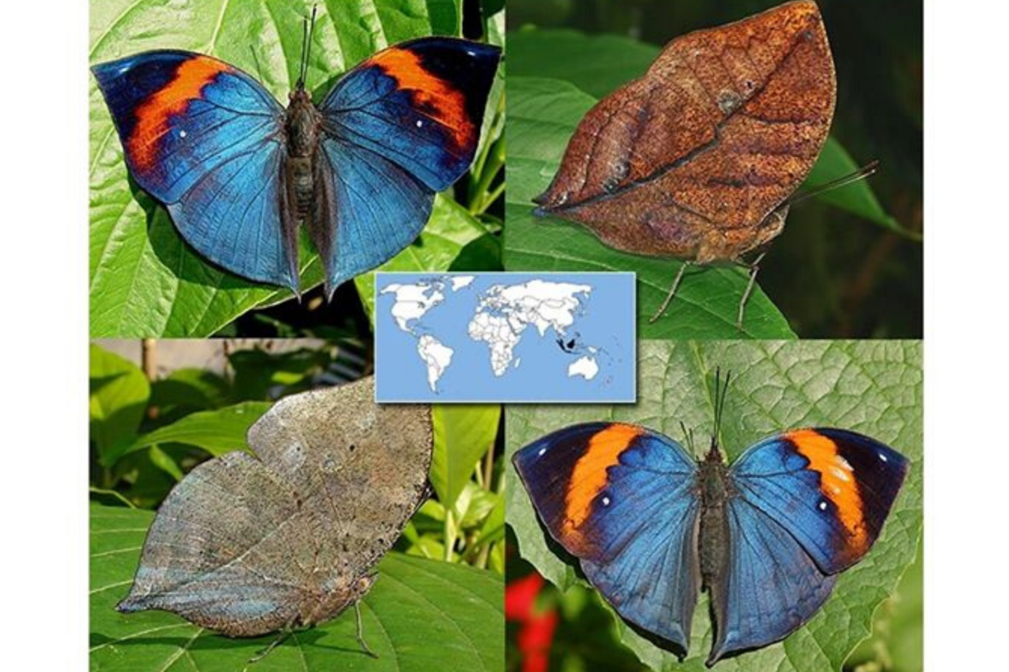  Mokslininkai šią drugelių rūšį apibūdina, kaip geriausią kamufliažo pavyzdį gamtoje.<br> „Gyvų tropinių drugelių parodos“ nuotr.