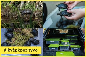 Į laisvę Dzūkijos pelkėse paleido daugiau nei šimtą itin retų Pietų Lietuvos gyvūnų