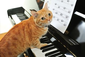 Mokslininkai sukūrė muziką, skirtą būtent katėms