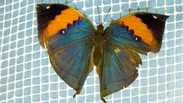 Įspūdinga transformacija: gamtoje šio drugelio niekad nerastumėte