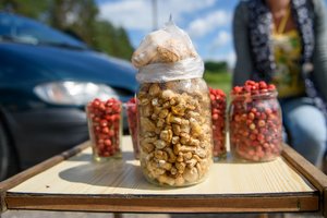 Nori uždrausti grybauti ir uogauti prie svetimų sodybų