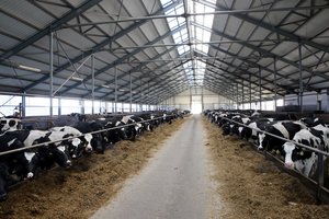 Siekdami diskusijų dėl naujos tvarkos pienininkai įsipareigoja laikytis senosios