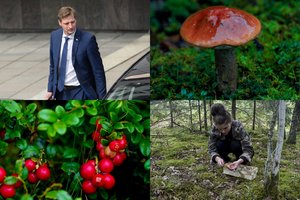 K. Mažeika: grybauti ir uogauti Punios šile leis, o rezervatą plėstų pelkyne