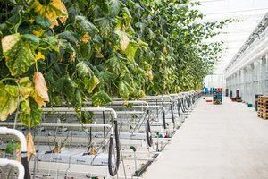 „Lidl“ garsina Lietuvos verslus užsienyje: Anykščių agurkus vertina ir Vakarų europiečiai