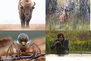 Fotografas Marius Čepulis – apie akistatą su stumbru: „Klūpėjau apsimetęs kelmu“ 