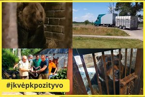 Iš kavinės Joniškio r. konfiskuotos trys meškos išvežtos į laisvę Italijoje