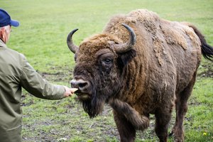Dėl kritusių stumbrų stabdomas stumbryno įrengimo projektas Varėnos rajone