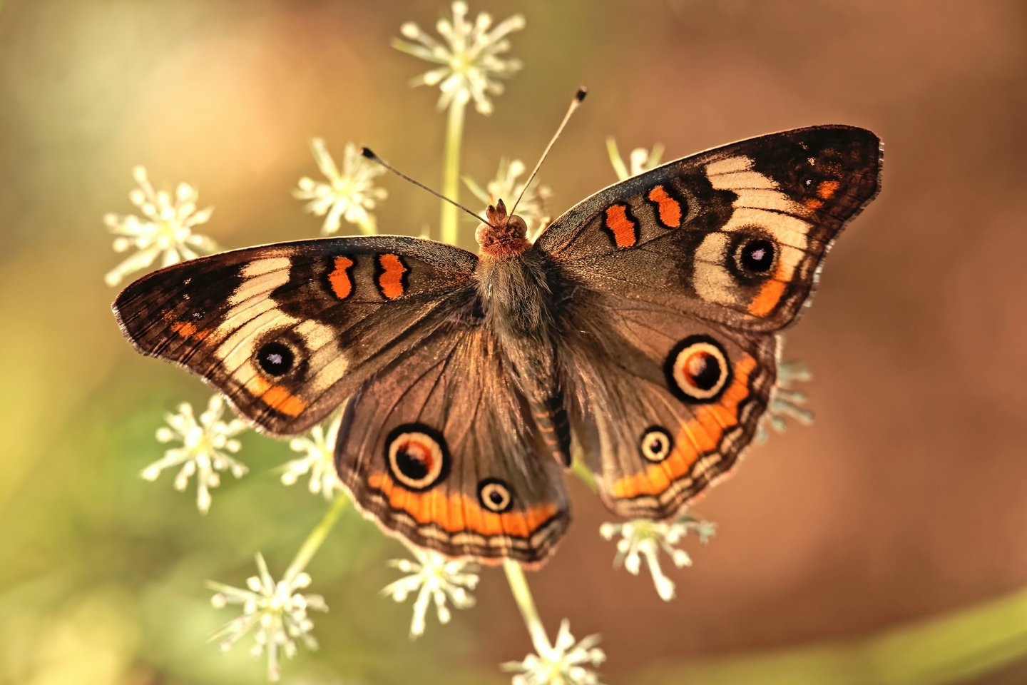 Dažniausiai drugeliai nyksta ir tampa reti, nes naikinamos jų gyvenamosios vietos.<br> Unsplash.com nuotr.