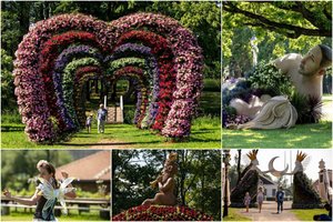 Pakruojo dvare prasideda gėlių festivalis: apylinkes užlies  net keli milijonai žiedų