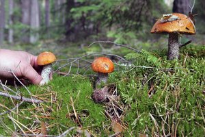 Nesutaria, ar reikia drausti rinkti kaimyno uogas ir vaisius: vieni pasiūlymą vadina juokingu, kiti primena Konstituciją