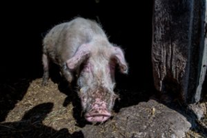 ​Lenkijos ūkiuose nustatyti dar trys afrikinio kiaulių maro protrūkiai