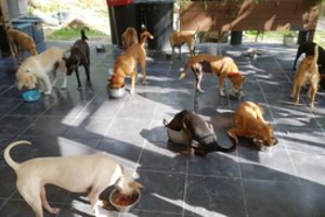 17 šunų Tailande auginantys lietuviai: aklas, dvikojis ar neprasižiojantis – šilti namai ir meilė laukia kiekvieno