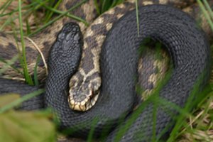 Kaip atskirti angį ir žaltį? Vienas iš jų – vienintelis nuodingas roplys Lietuvoje