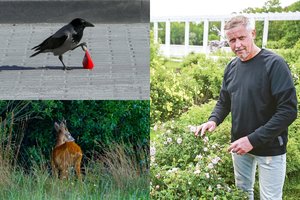 Kaune – įžūlių stirnų ir varnų ataka: nuniokojo vertingas augalų kolekcijas