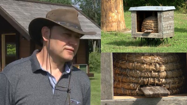 Kretingiškio sodyboje – išskirtinis turtas: bitės medų nešą į istorinius avilius