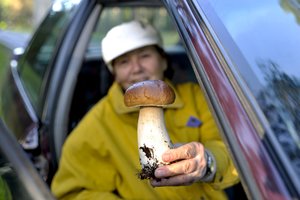 Grybautojai ir uogautojai gali atsikvėpti: priėmė sprendimą dėl reikalaujamų atstumų