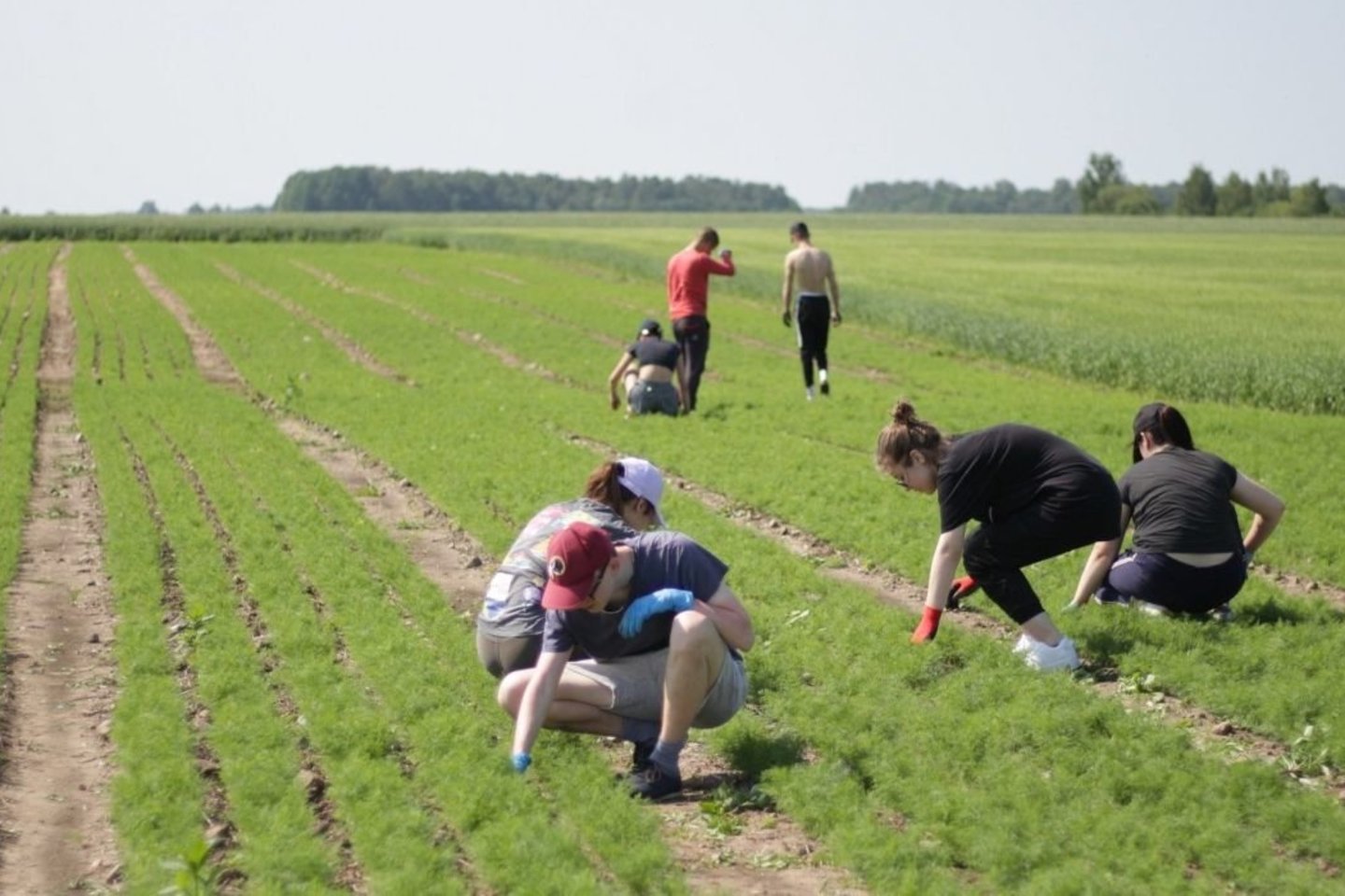Pritrūkusi sezoninių darbuotojų žemės ūkio bendrovė „Krekenava“ padirbėti savo laukuose pakvietė Kėdainių krašto moksleivius.<br>A.Surkevičiaus nuotr.