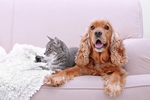 10 būtinų dalykų įsigijus naują augintinį