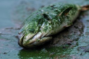 Aukštaitijoje vandens telkiniuose masiškai gaišta žuvys: gamtosaugininkai pradėjo tyrimą