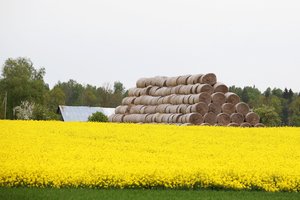 Seimas sugriežtino GMO auginimą Lietuvoje: už pažeidimus grės tūkstantinės baudos